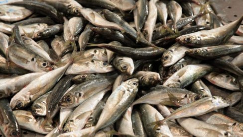 NOVI PODACI REPUBLIČKOG ZAVODA ZA STATISTIKU:  Smanjene cene proizvoda iz oblasti ribarstva