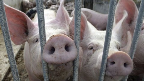 ОТКРИВЕНА ОПАСНА ЗАРАЗНА БОЛЕСТ У СРБИЈИ: Спречено ширење вируса афричке куге свиња!