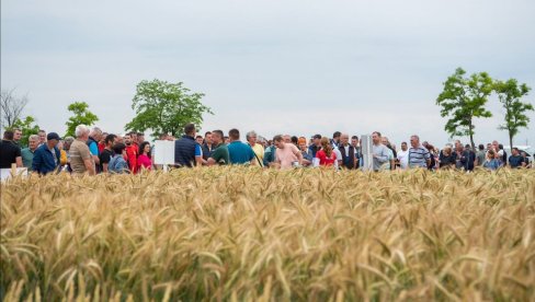 ZA BOLJI ROD: Dan polja strnih žita održan u Zrenjaninu (FOTO)