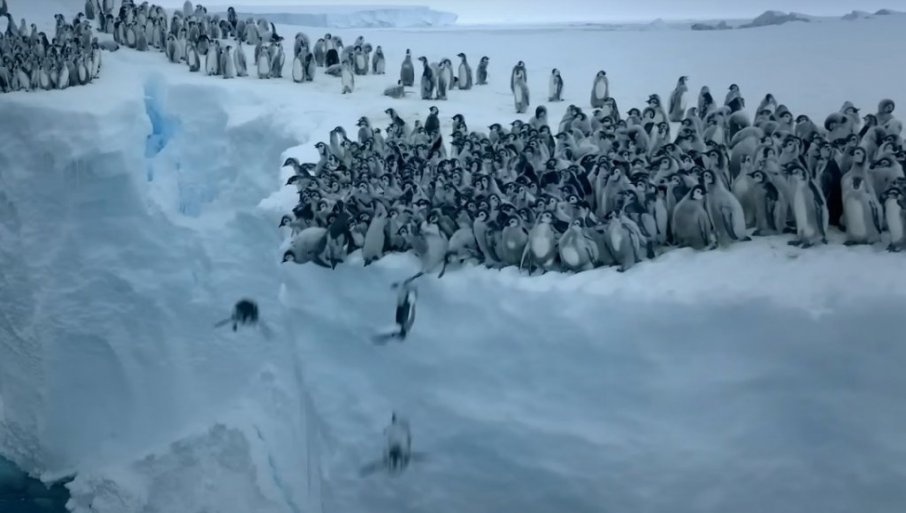 PRVI PUT ZABELEŽENO KAMEROM: Sedamsto mladunaca pingvina skakalo sa ledene litice (VIDEO)