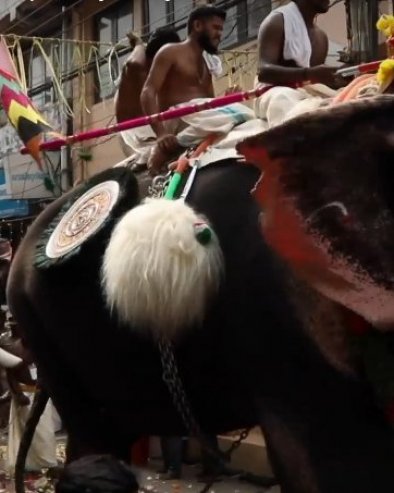 FESTIVAL U INDIJI: Ukrašeni slonovi pridružuju se hiljadama Hindusa (VIDEO)