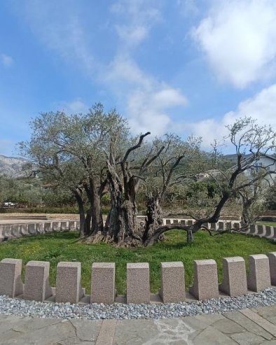 NA STAROJ MASLINI MLADI IZDANCI: Dvomilenijumsko sveto drvo iz Mirovice kod Bara daje znake oporavka