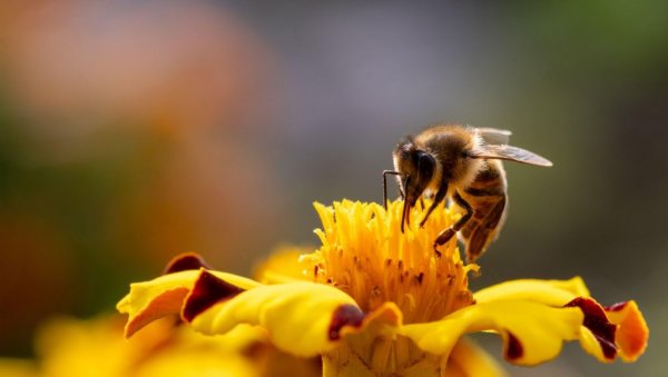 Хиљаде динара по ару: Лeковита биљка која доноси велику зараду