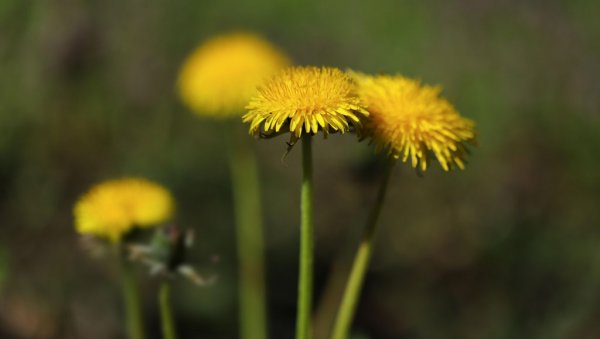 Не косите траву у воћњацима: Ево зашто то није пожељна радња
