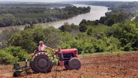 Воћари и повртари потребни Београду: Субвенција за аграр скоро 200 милиона