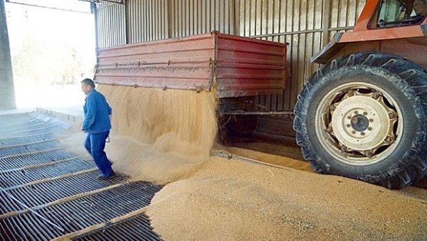 РЕКОРД У ПОСЛЕДЊА ДВА МЕСЕЦА: Цене пшенице скачу након забране извоза у Индији