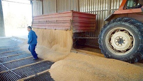 REKORD U POSLEDNJA DVA MESECA: Cene pšenice skaču nakon zabrane izvoza u Indiji