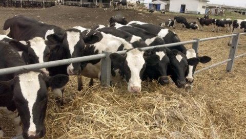 ОТКРИВЕНА БОЛЕСТ ПЛАВОГ ЈЕЗИКА: Донета одлука да се уништи близу 900 крава