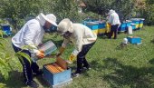 Помор у 60 кошница: Пестициди потровали пчеле у Слатини