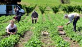 MINISTAR NEDIMOVIĆ NAJAVIO VEĆE SUBVENCIJE: Poljoprivrednicima iz IPARD-a dostupno oko 225 miliona evra