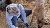И кокери и ретривери против епидемије: Бундесвер обучава псе на препознавање короне