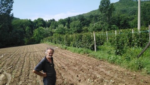 Све више домаћинстава у Куршумлији гаји малине: Брдско-планинско подручје идеално за органску производњу