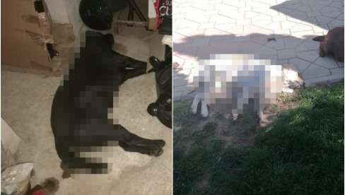 JEZIVA PLJAČKA U VRANJU DOBILA EPILOG: Policija uhapsila pljačkaša koji je ubio pse