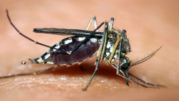 РЕГИСТРОВАН ВИРУС ЗАПАДНОГ НИЛА У СРБИЈИ: У овим местима су заражени комарци