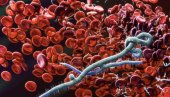 ДУГОТРАЈАН ИМУНИТЕТ НАКОН КОВИДА? Научници пронашли ћелије које производе антитела месецима након првих симптома