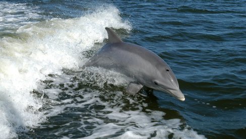 SUMNJA SE DA SU GA UPUCALI RIBARI: U Hrvatskoj pronađen delfin sa dve prostrelne rane