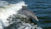 AMERIČKI MEDIJI: Rusku bazu u Siriji brane delfini