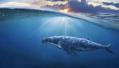 SICILIJA: Pokušaj da se oslobodi zarobljeni kit
