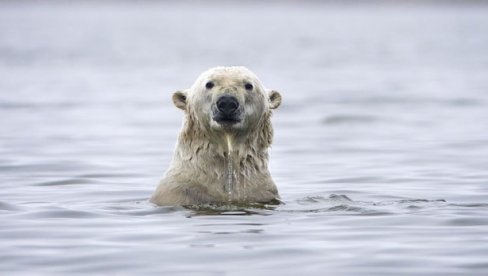 МАЊЕ НЕЖЕЉЕНИХ ГОСТИЈУ: Ове године поларни медведи заобилазе руска арктичка села