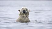 ISTRAŽIVANJE: Polarni medvedi će nestati do 2100. godine