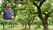 КАЈСИЈА НЕМА НИ ЗА СЛАТКО: Мартовски мраз десетковао род наранџастог воћа у чачанском крају