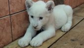 КОВИД 19 КУМОВАО КОВИЉКИ: Зоо-врт захватио прави бејби-бум, посебно поносни на младунче белог лава