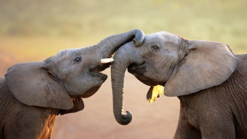 INCIDENT U ZOO VRTU: Jedna slonica gurnula drugu, reagovalo obezbeđenje, posetioci evakuisani za 15 minuta