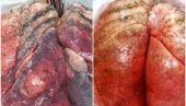 НЕВЕРОВАТАН СНИМАК: Погледајте како се оштећена плућа помоћу свињског крвотока враћају у живот (ВИДЕО)