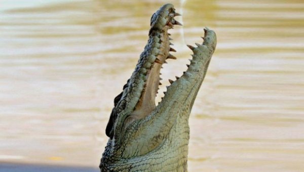 ТЕТКА ВИДЕЛА КАКО ГА ОДВЛАЧИ У ВОДУ: Дечак који је нестао пре шест дана пронађен у стомаку крокодила