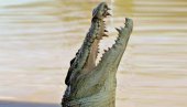 ЈЕЗИВ ПРИЗОР: Крокодил пливао по лагуни у Мексику и вукао тело човека (ВИДЕО)