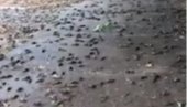 MASOVNI POMOR PTICA: Tužna scena u Podgorici, hiljade mrtvih vrabaca prekrilo zemlju (VIDEO)
