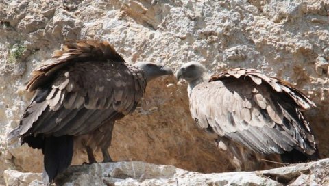 ЗАКОН ЧУВА СУПОВЕ ОД ЧЕЛИЧНИХ ПТИЦА: Забрањено ниско летење око колонија белоглавих супова