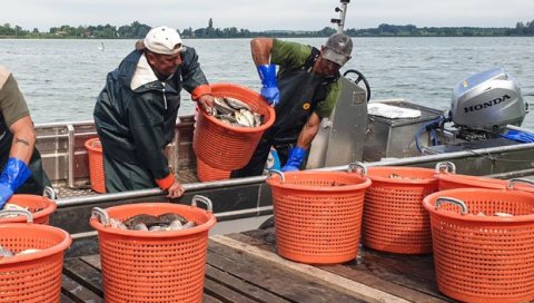 ЛОВЕ ТОНЕ БАБУШКИ: Почео санациони излов рибе на источној обали палићког језера