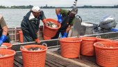 LOVE TONE BABUŠKI: Počeo sanacioni izlov ribe na istočnoj obali palićkog jezera