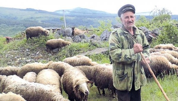 У ИЗОЛАЦИЈИ ЧИТАВ ЖИВОТ: Ретки пастири на Старој и Сувој планини одавно су заштићени од вируса