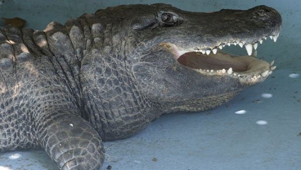 НЕСВАКИДАШЊИ ДОГАЂАЈ У АМЕРИЦИ:. Пронађен алигатор у једном њујоршком парку