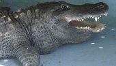 MUJA VEĆ 83 GODINE U BEOGRADU: Najstariji aligator na svetu, stanovnik Zoo-vrta na prestoničkij tvrđavi, proslavio jubilej
