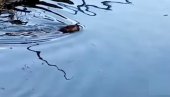 МИСТЕРИОЗНА ЖИВОТИЊА ПЛИВА У БЕГЕЈУ (ВИДЕО)