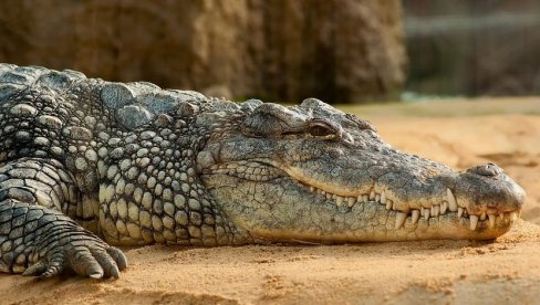 IZDATO UPOZORENJE ZA STANOVNIKE KINE: Usled poplava više od 70 krokodila pobeglo sa farme