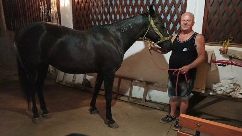POTRAGA ZA FELZOM SREĆNO OKONČANA: Odbegli konj vraćen vlasniku (FOTO)