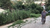 KOROV MOŽE, A PARADAJZ  NE: Žitelji ulice Crnojevića u Rakovici prijavili svog komšiju zbog neobičnog oplemenjivanja prostora
