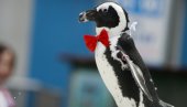 UHVAĆEN BEGUNAC: Odbegli pingvin prošetao engleskim selom