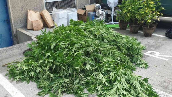 ПОЛИЦИЈСКА АКЦИЈА У ЗАЈЕЧАРУ: Приликом претреса куће пронашли лабораторију и три килограма марихуане (ФОТО)