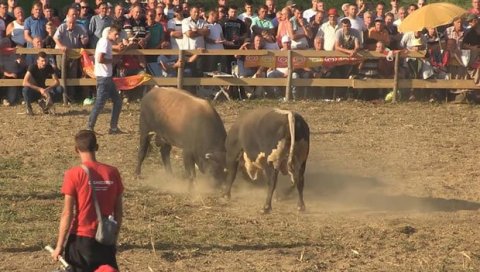 БЕЗ ФЕСТИВАЛА У ПАМПЛОНИ: Због пандемије отказана контроверзна трка са биковима