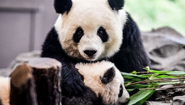 ПОГЛЕДАЈТЕ СПЕКТАКУЛАРНО БЕКСТВО ИЗ ЗАТВОРА: Како је панда покушала да изађе из зоо-врта  (ВИДЕО)
