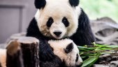 ПРОСЛАВИЛА РОЂЕНДАН: Најстарија панда у ЗОО вртовима има 38 година