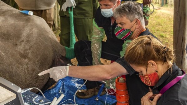 ТРИ ЕМБРИОНА ЗА ОПСТАНАК: Северном белом носорогу прети изумирање