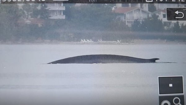 ДУГАЧАК ЈЕ 15 МЕТАРА: Џиновски кит снимљен на Јадрану