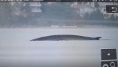 DUGAČAK JE 15 METARA: DŽinovski kit snimljen na Jadranu