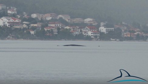 U SENI BLIZU LAMANŠA: Primećen kit od 10 metara